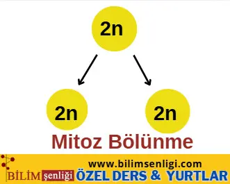 Mitozun Önemi ve Mitoz Bölünme Örnekleri Mitoz Bölünme Kromozom Sayısı