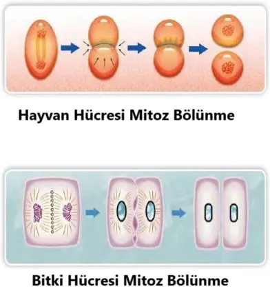 Bitki ve Hayvan Hücrelerinde Mitoz Bölünme