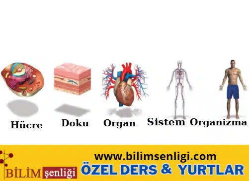 5.Sınıf Canlılığın Temel Birimi: Hücre Hücre Doku Organ Sistem Organizma